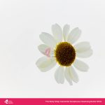 The Body Shop Camomile Sumptuous Cleansing Butter 90ml - Image 3